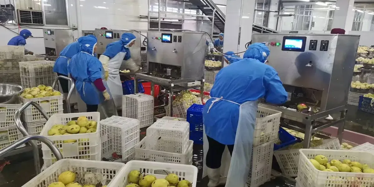 راهنمای بررسی دستگاه هسته گیر میوه